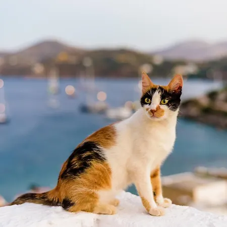 Apart-hotel Asterias 3*